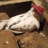 مرغ و خروس