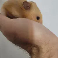 همستر قهوه ای نر|موش و خرگوش|شیراز, منطقه هوایی شهید دوران|دیوار