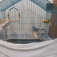 ۱ جفت مرغ عشق مولد