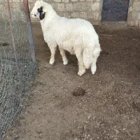 بره قوچ سنجابی|حیوانات مزرعه|چرداول, |دیوار