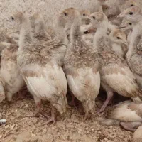 جوجه بوقلمون بوربون انگلیسی
