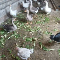 غاز|حیوانات مزرعه|کنگاور, |دیوار