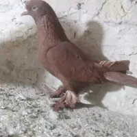 کبوتر اغ لوتی وپراغ