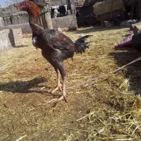 مرغ خروس لاری|حیوانات مزرعه|تربت جام, معدآباد|دیوار