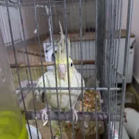 جفت عروس|پرنده|قوچان, |دیوار