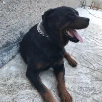 یک جفت مولد اصیل روت وایلر