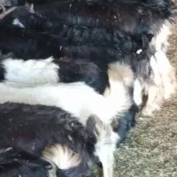 بزغاله بره بز چاق