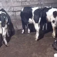 چهار عدد گوساله ماده