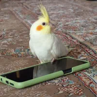 جوجه عروس هلندی دو ماهه