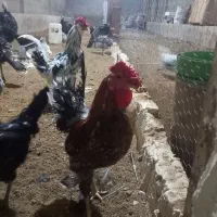 تعدادی مرغ خروس بوقلمون