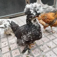 مرغ و خروس زینتی