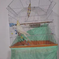 عروس هلندی نر