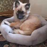 اشپیتز المانی