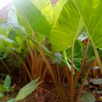 گلباباآدم|گل و گیاه طبیعی|ماسال, |دیوار