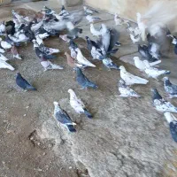 فروش ۲۰۰عدد کبوتر