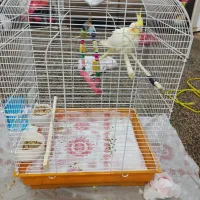 عروس هلندی|پرنده|بندر ماهشهر, |دیوار