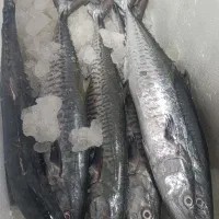 ماهی تازه. سفارشی صید روز.|خوردنی و آشامیدنی|سپیدان, |دیوار