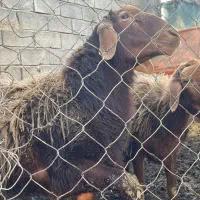 گوسفند نر و ماده|حیوانات مزرعه|ساری, |دیوار