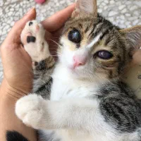 واگذاری گربه نابینا
