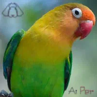 کوتوله دستی