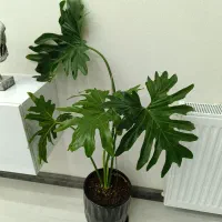 موج عشق و برگ درشت