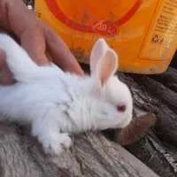 خرگوش|موش و خرگوش|لنجان, |دیوار