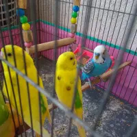 مرغ عشق مولد و جوجه