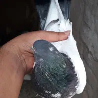 کله دم سبز|پرنده|رزن, |دیوار