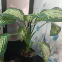 دیفن باخیا و فیکوس سبز|گل و گیاه طبیعی|تهران, زنجان جنوبی|دیوار