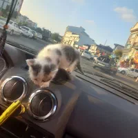 واگذاری گربه|گربه|رشت, توشیبا|دیوار