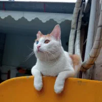 گربه گمشده مژدگانی|حیوانات|رشت, یخسازی|دیوار