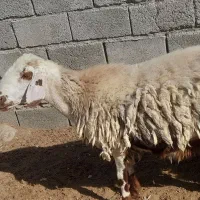گوسفند