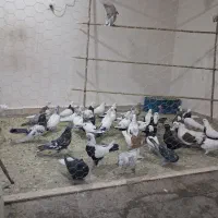 کبوتر|پرنده|قلقل رود, |دیوار