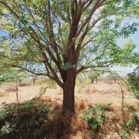 خریداره چوب همه نوع همه جا|خدمات باغبانی و درختکاری|قره چای, |دیوار