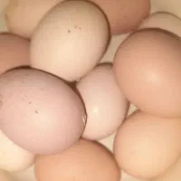 تخم مرغ محلی