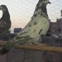 ۸عدد کبوتر باهم