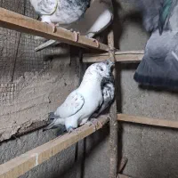 کبوتر پرشی|پرنده|مبارکه, |دیوار