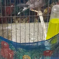 مرغ مینا نر چشم ستاره ای|پرنده|ایلام, |دیوار