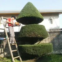 هرس انواع کاجها،لاوسون بصورت حرفه ای چمستان|خدمات باغبانی و درختکاری|چمستان, |دیوار