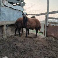 یکعددبرهقوچ|حیوانات مزرعه|گمیشان, |دیوار