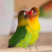 کشور ملوس هلندیون رام ضمانت 1 سال|پرنده|تهران, گلستان (شهرک راه آهن)|دیوار