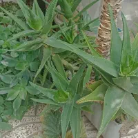 فروش انواع گل و قلمه با نازلترین قیمت|گل و گیاه طبیعی|مینودشت, |دیوار