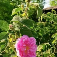 نهال گل محمدی