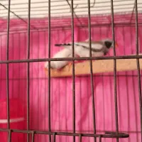 ۱جفت فنچ لپ سیاه باوسایل کامل|پرنده|شیراز, پودنک|دیوار