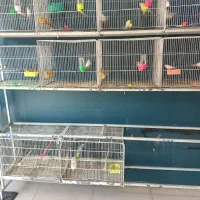 پایه . فنچ . عروس هلندی