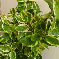 گل و گیاه آپارتمانی