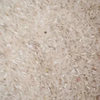 برنج‌فجر