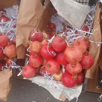 انار محمود اباد