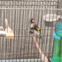 سهره  نر فروشی