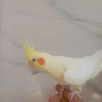 یک عدد عروس هلندی ماده و مرغ عشق با تمام وسایل